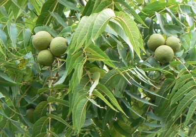 Black walnut leaves and nuts