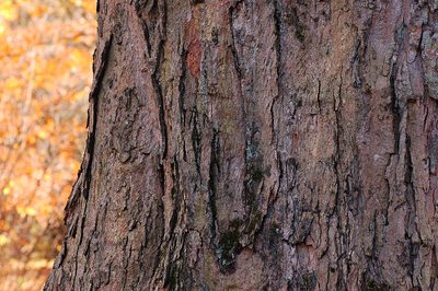 Hard maple bark